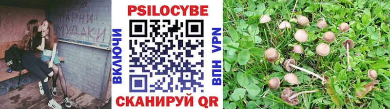 Купить закладки  Шумиха  Псилоцибиновые грибы Magic Shrooms 
